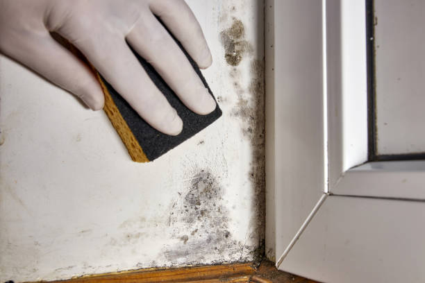 Best Mold Prevention Services  in Blackville, SC